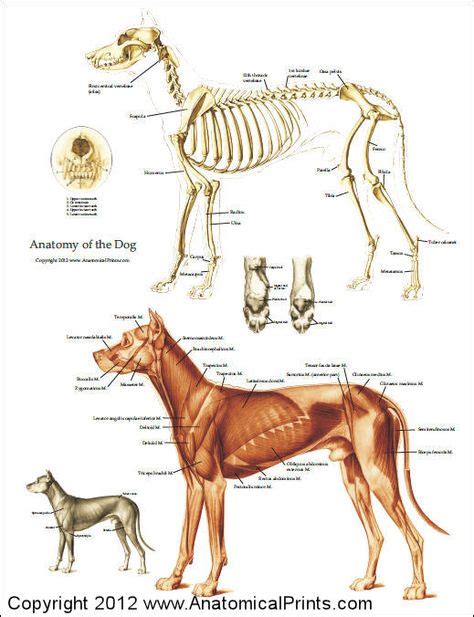 160 Anatomy - animal - canidae ideas | anatomy, dog anatomy, dogs