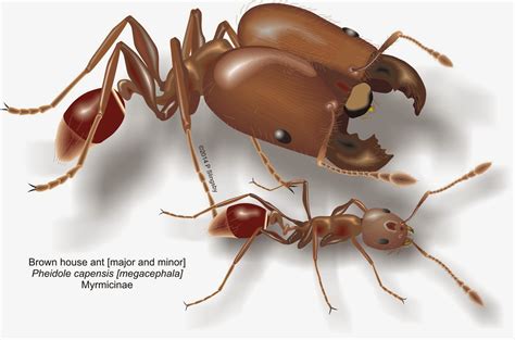 - Ants of Southern Africa -: Pheidole species: the House or Big-headed ants