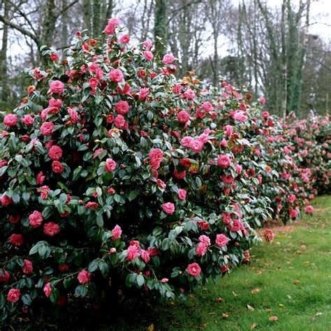 Are Camellias as High Maintenance as Rumor Has It