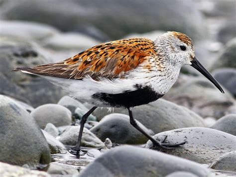 Dunlin - eBird