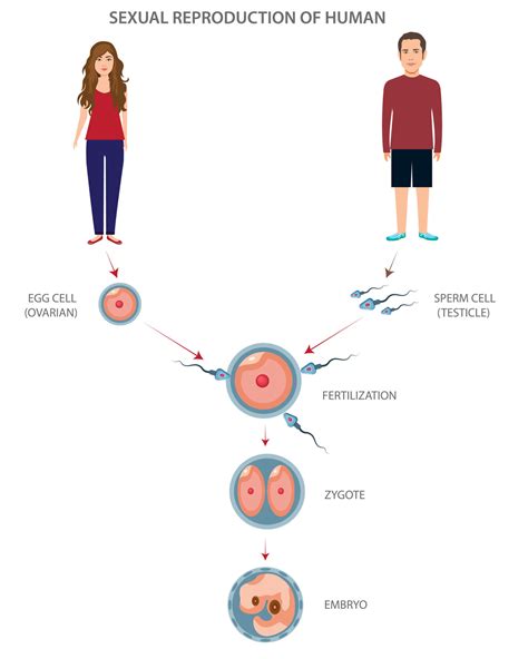 Sexual reproduction of human different stages and levels 21669366 Vector Art at Vecteezy