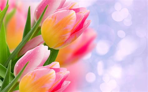 Flower Wallpaper Tulips - 2560x1600 - Download HD Wallpaper - WallpaperTip