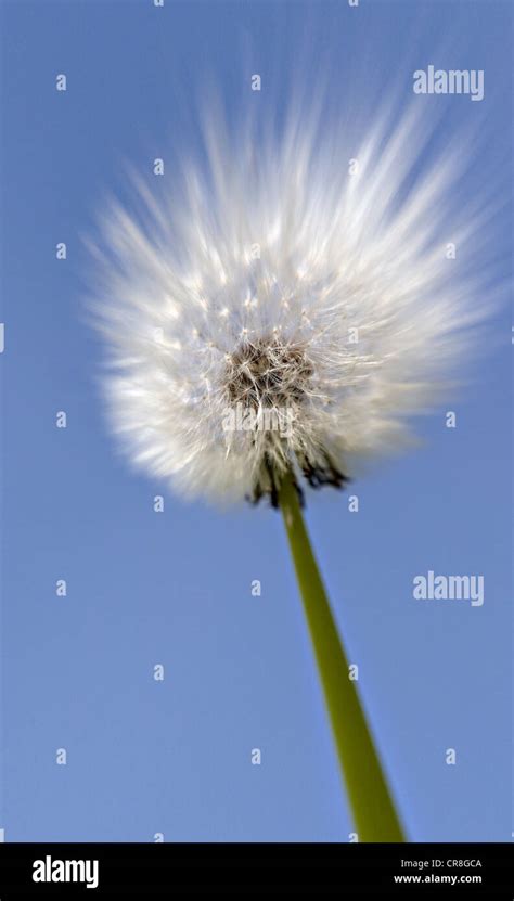 Close up of dandelion clock Stock Photo - Alamy