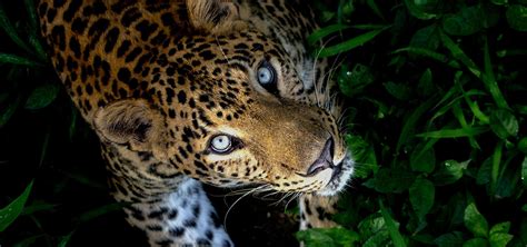 Leopards - Wildlife SOS