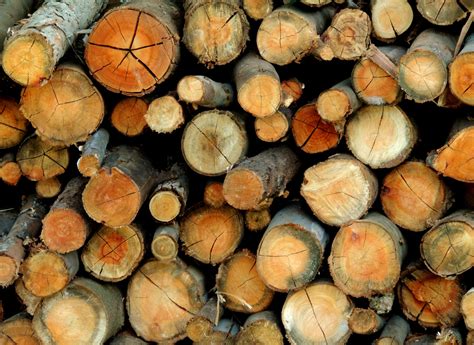 Free Images : tree, lumber, woods, litter, trunks, nest, wood chips, biomass 3888x2592 ...