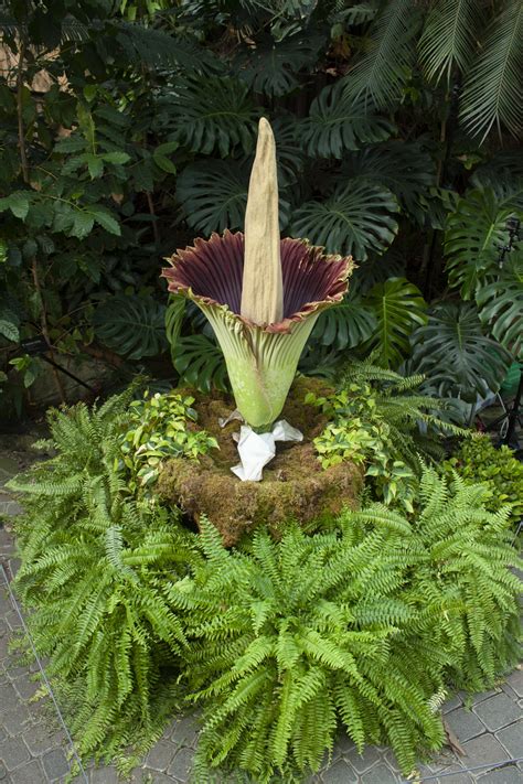 Stop and smell the “rotting flesh” as rare corpse flower blooms in Grand Rapids | Michigan Radio