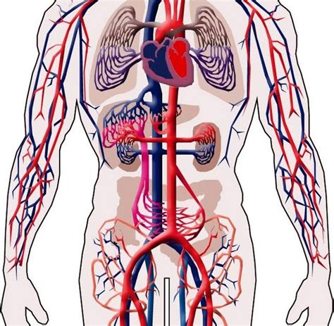 El maravilloso cuerpo humano: Sistema circulatorio