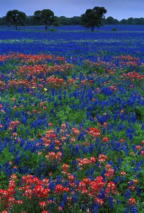 Texas bluebonnets – Artofit