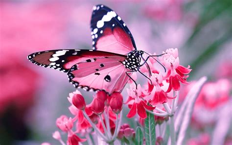 🔥 [40+] Flowers With Butterfly Wallpapers HD | WallpaperSafari