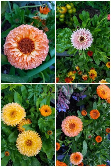 All About Calendula: How to Grow, Harvest, Dry, & Use Calendula Flowers ...