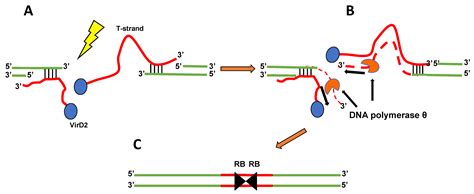 IJMS | Free Full-Text | Plant DNA Repair and Agrobacterium T−DNA Integration