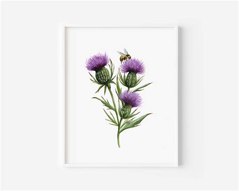 Scottish Thistle Watercolor Painting Scottish Thistle Art - Etsy