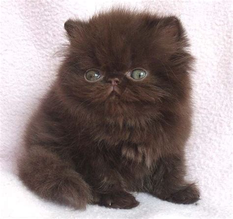 Himalayan Kittens for Sale by MeowHouseKittens.com | Kittens cutest, Cats, Cute cats