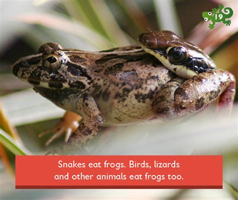 Snakes eat frogs. Birds, lizards and other animals eat frogs too.