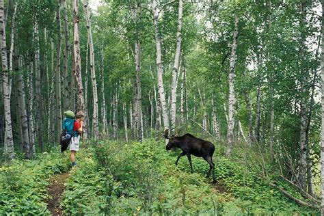 Beyond Yellowstone: 8 Unexpected Parks for Wildlife-Watching | Isle ...