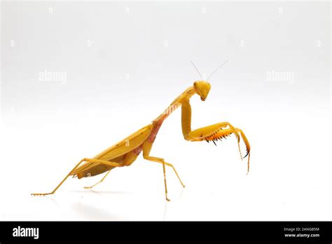 Giant Asian Yellow Praying Mantis (Hierodula membranacea) isolated on White background Stock ...