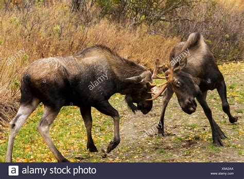 Bull Moose Fighting High Resolution Stock Photography and Images - Alamy