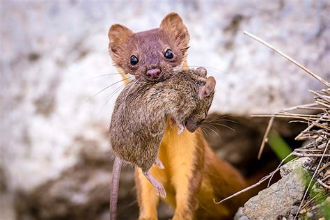 Art Lander's Outdoors: The long-tailed weasel, a fearless little carnivore prevalent in Central ...