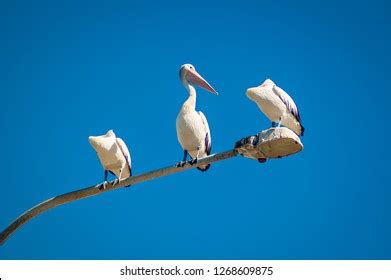 315 Australian Pelican Two Images, Stock Photos, 3D objects, & Vectors | Shutterstock