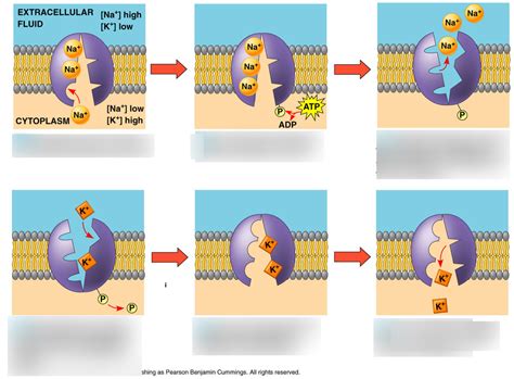 Sodium Potassium Pump Diagram | Quizlet