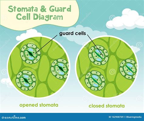 Diagram Showing Plant Cell with Stomata and Guard Cell Stock Vector - Illustration of vector ...