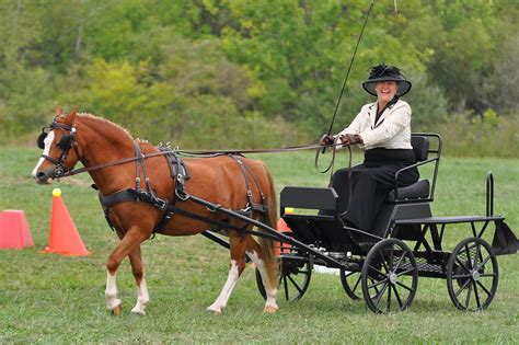 Section A Welsh Ponies – Welsh Pony & Cob Society of America