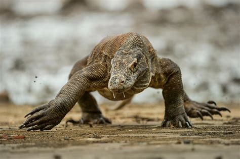 El dragón de Komodo, el lagarto más grande del mundo | Nexofin