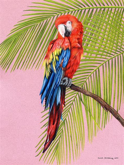 Tropical Scarlet Macaw Drawing by Sarah Stribbling - Pixels