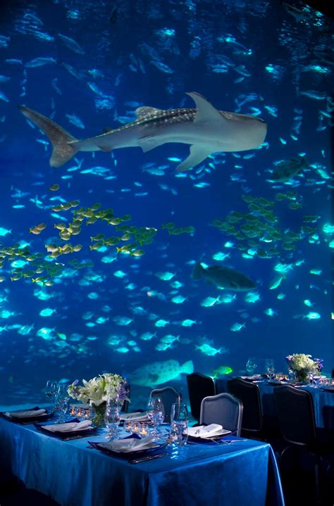 Event Venues In Atlanta Georgia | Georgia Aquarium