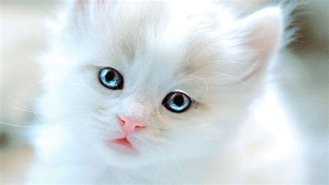 Cute White Cats And Kittens - Besties | Kittens cutest, Super cute ...