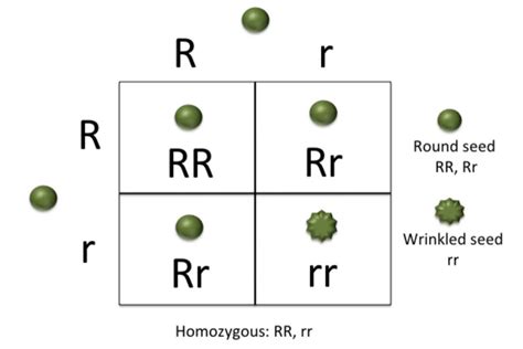 Homozygous: A Genetics Definition