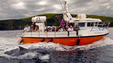 Visit Dingle Dolphin Boat Tours with Discover Ireland