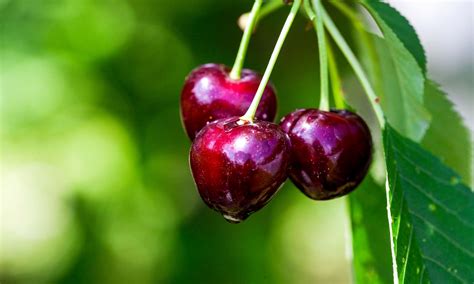 How Do You Plant Cherry Seeds | Chicago Land Gardening