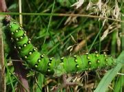 Caterpillar Life-cycle | Wildlife Insight