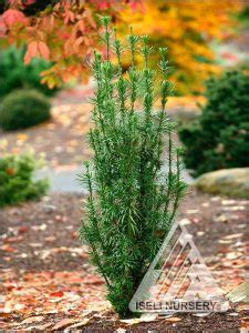 Cephalotaxus (Plum Yew) - Iseli Nursery