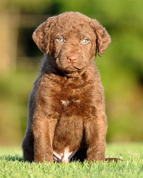 Photo taken with NIKON D90 - Random - YouPic | Chesapeake bay retriever puppy, Puppy dog ...