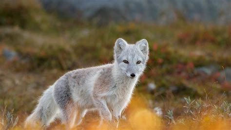 Ultimate Guide to the Wonders of Wildlife in Norway