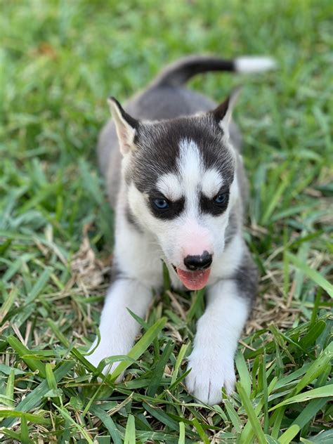 Alaskan Husky Puppies For Sale | Mission, TX #317306