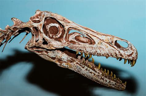 Velociraptor Skull Photograph by Millard H Sharp - Pixels