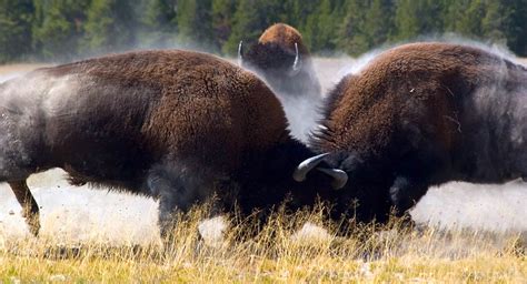 Bison – the largest animal of North America | DinoAnimals.com