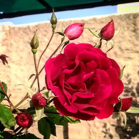 Kashmiri Rose - Nature Nursery - Central India's Biggest Nursery in Indore