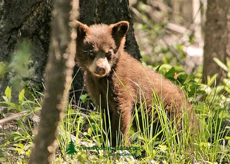 PhotosCanada.com Gallery :: Cinnamon and Brown Bears, Black Bear Photos, Canadian Wildlife Stock ...