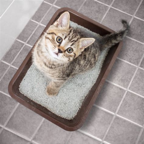 How to Solve Your Cat’s Litter Box Problems - The Savvy Sitter