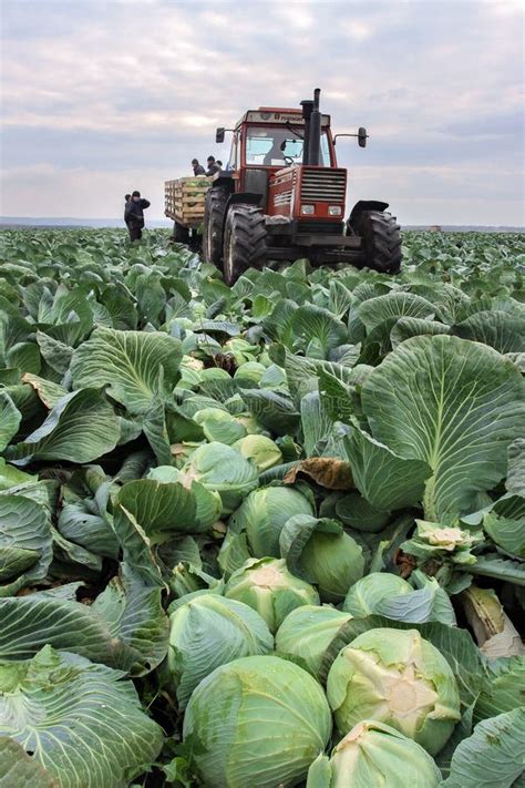 Cabbage Fields with Workers Harvesting Cabbage in the Farmland Editorial Photography - Image of ...