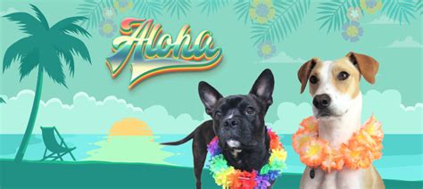 The Aloha Dog Project brings Hawaii's shelter dogs to the Bay Area