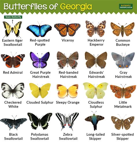 Top 103+ Pictures Different Types Of Butterflies With Pictures And Names Completed