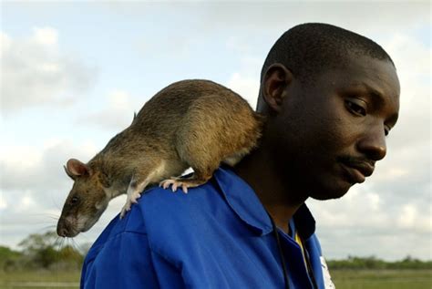 GordonGrice.com: More Hand-Wringing from Florida: Gambian Pouched Rats