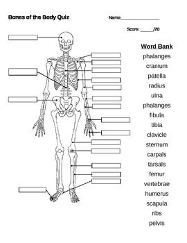 Bones of the Body Quiz by Kinders Rock | Teachers Pay Teachers