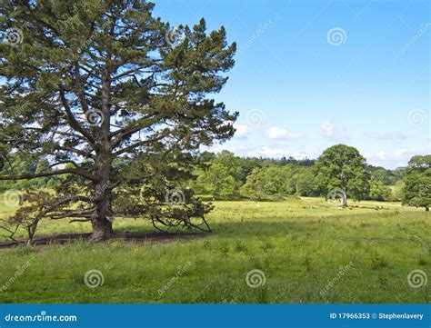 Pasture Land stock image. Image of graze, spring, grazing - 17966353