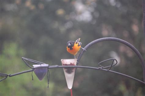 Oriole Bird Feeder Placement | Birdcage Design Ideas